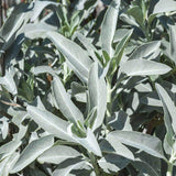 Egrow,White,Seeds,White,Bonsai,Organic,Herbs,Salvia,Apiana,Medicinal,Perennial,Leaves,Heirloom,Natural,Plant