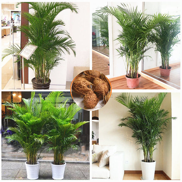 Egrow,Chrysalidocarpus,Lutescens,Plant,Seeds,Decoration,Areca,Indoor,Butterfly,Bonsai