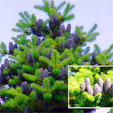 Egrow,Abies,Seeds,Nordmann,Christmas,Conifer,Flower,House,Garden,Bonsai,Plants,Flower