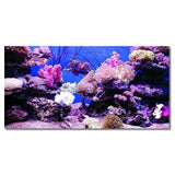 Coral,Aquarium,Background,Poster,Decorations,Landscape