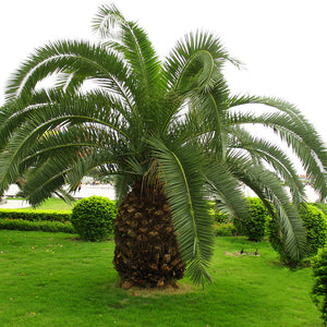 Egrow,Cycas,Seeds,Cycas,Plant,Bonsai,Potted,Flower,Flores,Garden,Household