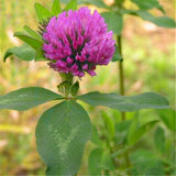 Egrow,Herba,Clover,Seeds,Herba,Clover,Plant,Trifolium,Pratense