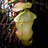 Egrow,50PCS,Nepenthes,Seeds,Potted,Plant,Eating,Mosqutio,Insert,Garden,Outdoor,Flowers,Bonsai