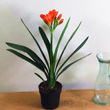 Egrow,Potted,Clivia,Seeds,China,Clivia,Potted,Flowers,Seedling,Outdoor,Bonsai,Balcony,Flower