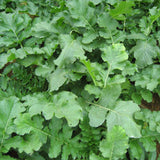 Egrow,Purple,Radish,Seeds,Radish,Fruit,Vegetable,Bonsai,Xinlimei,Binsai,Garden,Plant