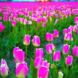 Egrow,Colorful,Tulip,Seeds,Garden,Perennial,Potted,Tulip,Flower,Plants