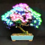 Egrow,20Pcs,Acacia,Seeds,Colorful,Albizia,Julibrissin,Indoor,Bonsai,Planting