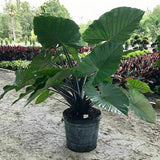 Egrow,Calathea,Seeds,Ornata,Alocasia,Macrorrhiza,Bonsai,Garden,Plant