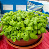 Egrow,Basil,Seeds,Basil,Bonsai,Garden,Seeds,Garden,Plants