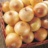 Egrow,Giant,Onion,Seeds,Vegetable,Kitchen,Seasoner,Potted,Plants