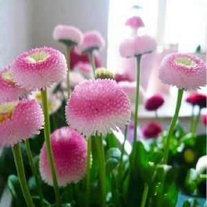 Egrow,200Pcs,Strawberry,Cream,Little,Daisy,Seeds,Bonsai,Plants,Seeds,Garden