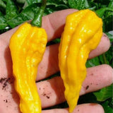 Egrow,Pimento,Seeds,Yellow,Sweet,Pepper,Bonsai,Vegetables,Paprika,Bonsai,Plant,Garden