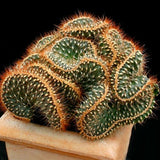 Egrow,Cactus,Seeds,Rebutia,Variety,Flowering,Color,Cacti,Cactus,Garden,Office,Plant,Succulent