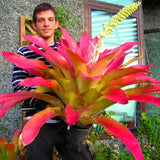 Egrow,Bromeliad,Cactus,Seeds,Bromeliad,Cactus,Colorful,Flower,Courtyard,Succulent,Flower,Garden,Supplies