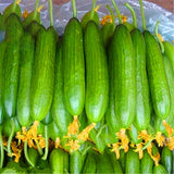 Egrow,Dutch,Cucumber,Seeds,Green,Vegetables,Garden,Planting