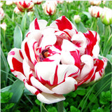 Egrow,Tulip,Flower,Seeds,Purple,White,Flowers,Perennial,Garden,Potted,Plants