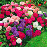 Egrow,Aster,Bonsai,Seeds,Chinese,Chrysanthemum,Flower,Garden,Gaden,Plants