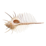 Natural,Murex,Pecten,Shell,Conch,Coral,Snail,Ornament,Decorations