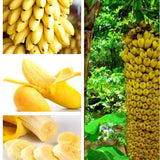 Egrow,Dwarf,Banana,Seeds,Bonsai,Tropical,Fruit,Seeds,Balcony,Flower,Plants