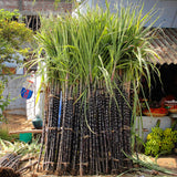 Egrow,Sugarcane,Seeds,Succulent,Sugar,Bonsai,Delicious,Vegetable,Fruits,Garden,Plant