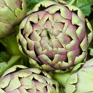 Egrow,Artichoke,Seeds,Globe,Bonsai,Vegetable,Garden,Plant