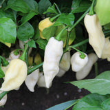 Egrow,White,Pepper,Seeds,Fruit,Chilli,Reaper,Vegetable,Garden,Plant