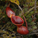 Egrow,50PCS,Nepenthes,Seeds,Potted,Plant,Eating,Mosqutio,Insert,Garden,Outdoor,Flowers,Bonsai