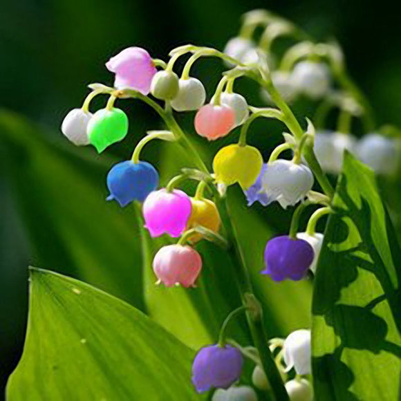 Egrow,Valley,Flower,Seeds,Colored,Rainbow,Orchid,Garden,Bonsai