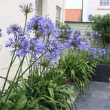 Egrow,Agapanthus,Flower,Seeds,Agapanthus,Africanus,Flower,Seeds,Garden,Decoration