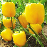 Egrow,Mixed,Yellow,Green,Pepper,Seeds,Colorful,Sweet,Pepper,Seeds,Peppers