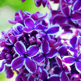 Egrow,Japanese,Lilac,Clove,Seeds,Garden,Perennial,Flowers,Aromatic,Bonsai,Plants,Seeds