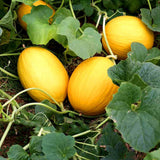 Egrow,Cantaloupe,Seeds,Yellow,Melon,Fruit,Garden,plant