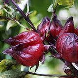 Roselle,Seeds,Hibiscus,Sabdariffa,Chinese,Flower,Bonsai,Plant,Garden,Seeds