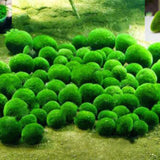 Egrow,Aquatic,Plants,Seeds,Mixed,Water,Grass,Plants,Aquarium,Grass,Aquarium,Plante