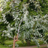 Egrow,Eucalyptus,Seeds,Silver,Dollar,Eucalyptus,Cinerea