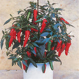 Egrow,Pepper,Seeds,Chilli,Pepper,Capsicum,Vegetable,Bonsai,Plants,Garden