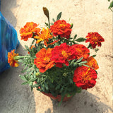 Egrow,African,Marigold,Flower,Flores,Seeds,Garden,Flowers,Branch,Wreath