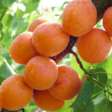 Egrow,Apricot,Seeds,Garden,Orchard,Green,Plants,Edible,Fruit,Seeds