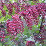 Egrow,Coriaria,Seeds,Coriaria,Nepalensis,Plant,Garden,Plant