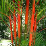 Egrow,Seeds,Madagascar,Cyrtostachys,Bonsai,Garden,Plant