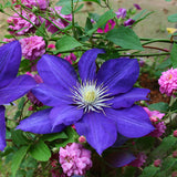 Egrow,Clematis,Seeds,Beautiful,Climbing,Plant,Flower,Seeds,Bonsai,Perennial,Flowers
