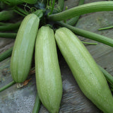 Egrow,Bottle,Gourd,Seeds,Funny,Vegetable,Gourd,Spoon,Seeds
