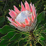 Egrow,Protea,Cynaroides,Seeds,Bonsai,Potted,Flower,Garden,Plants