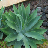 Egrow,Maguey,Seeds,Mixed,Agave,Bonsai,Succulent,Plants,Agave,Potted,Garden,Decoration