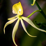 Egrow,Orchid,Seeds,Yellow,Octopus,Orchid,Flower,Bonsai,Garden,Planting,Flowering,Plants