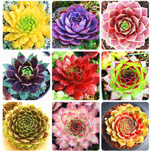 Egrow,Sempervivum,Seeds,Colorful,Gardening,Succulent,Plant,Flower