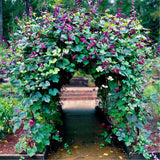 Egrow,Hyacinth,Seeds,Hyacinth,Plants,Beautiful,Garden,Bonsai,Balcony,Flower,Plant,Flower,Plantas
