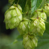 Egrow,Seeds,Humulus,Lupulus,Brewing,Plant,German,Magnum