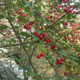 Egrow,Cotoneaster,Seeds,Xunzi,Plant,Cotoneaster,Multiflora