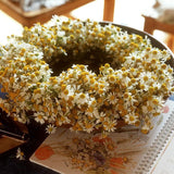 Egrow,Exotic,Chamomile,Bonsai,Seeds,Flower,Plant,Outdoor,Indoor,Blooming,Garden,plant